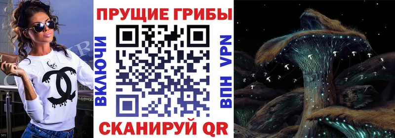 гидра ссылка  Буинск  Галлюциногенные грибы Psilocybine cubensis 
